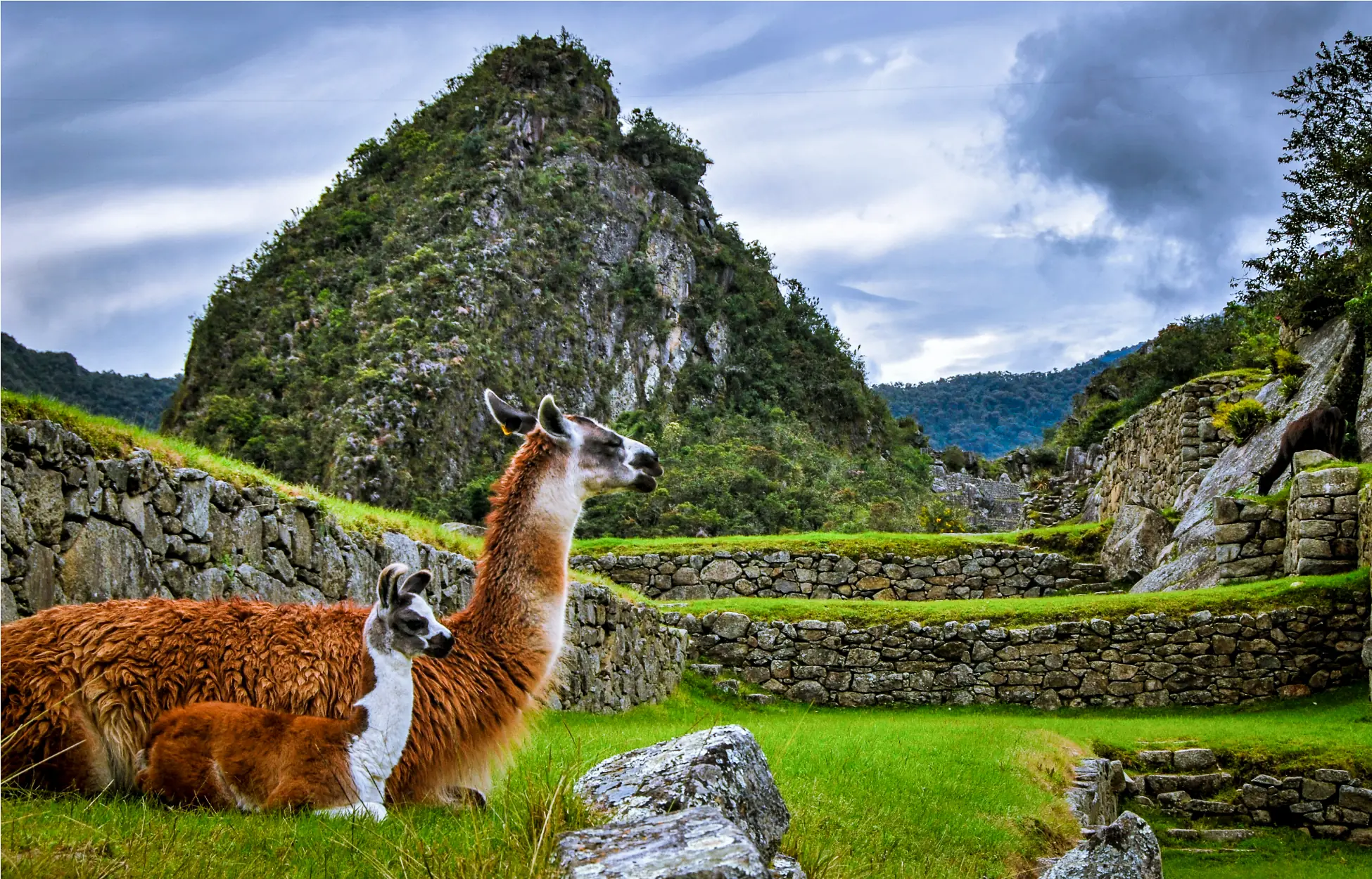 llama_mapi llama_mapi